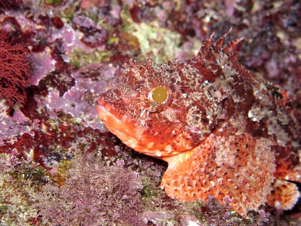 Scorpaena notata